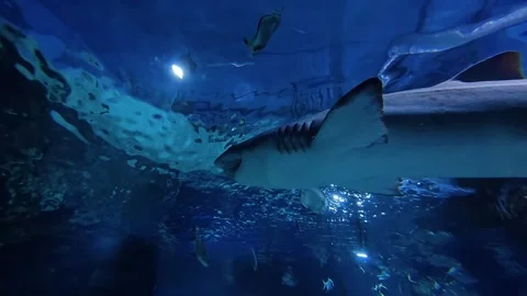 Sand tiger shark with visible teeth swimming among tropical fish Stock Footage 330735837