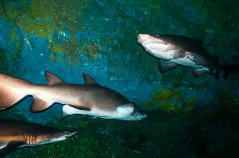 Sand tiger sharks (Carcharias taurus) underwater Stock Photos