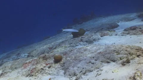 Sand tilefish Видео 7132965
