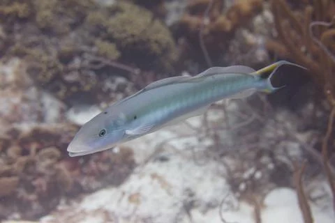 Sand Tilefish Stock Photos