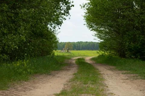 Sand trail to the field through the forest Stock Photos