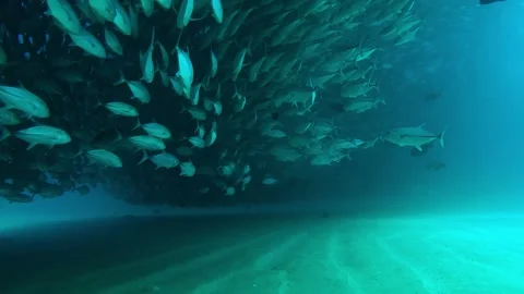 On the sand under a huge school of jackfish Stock Footage 293259372
