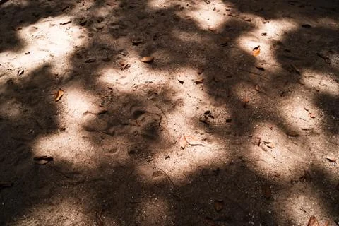 Sand under the trees Stock Photos