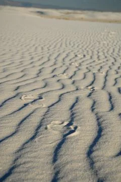 Sand Walker Stock Photos