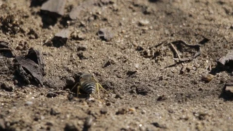 Sand wasp checking on her freshly laid eggs Vídeos de archivo 122055241