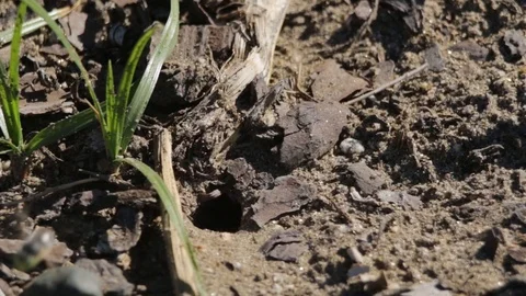 Sand wasp checking on her nest entrance Stock-Footage 122055224
