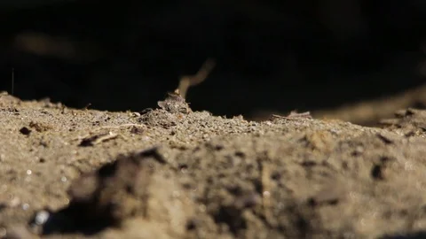 Sand wasp closing up her underground nest with fresh eggs Stock Footage 122055211
