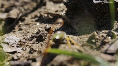 Sand wasp digging and preparing her nest burrow Stock Footage 122055273