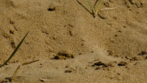 Sand Wasp digging a burrow, hole in the sand and preparation for egg laying Vidéo 288711085