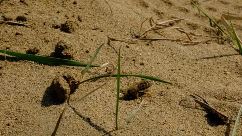 Sand Wasp digging a burrow, hole in the sand and preparation for egg laying Stock Footage 288789211