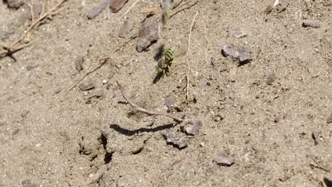 Sand wasp digging the floor vigorously Video stock 122055356