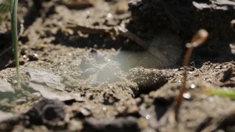 Sand wasp digging her underground nest Stock-Footage 122055291
