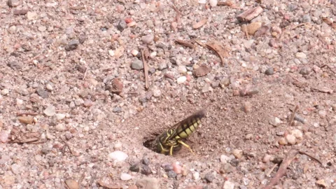 Sand Wasp Digging in Slow Motion Stock Footage 180128614