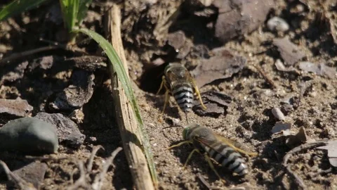 Sand wasp interacting really fast front of nest entrance 스톡 동영상 122055236
