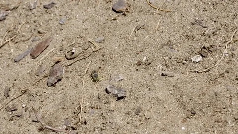 Sand wasp looking for her burrowed nest entrance hole Stock Footage 122055348