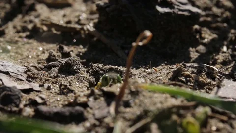 Sand wasp preparing her burrow nest for ovipositing Stock Footage 122055292