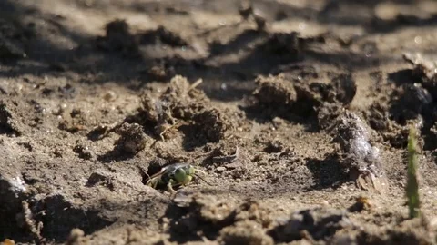 Sand wasp preparing her nest before laying eggs Stock-Footage 122055260