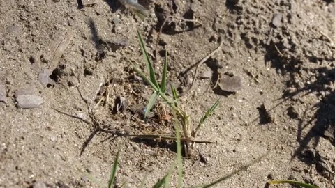 Sand wasps exploring the soil for digging Stock-Footage 122055374