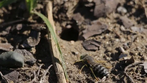 Sand wasps interacting exchanging antennas contact Video stock 122055237