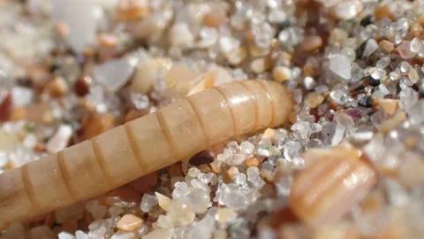 Sand worm hiding in the sand Stock Footage 157857918