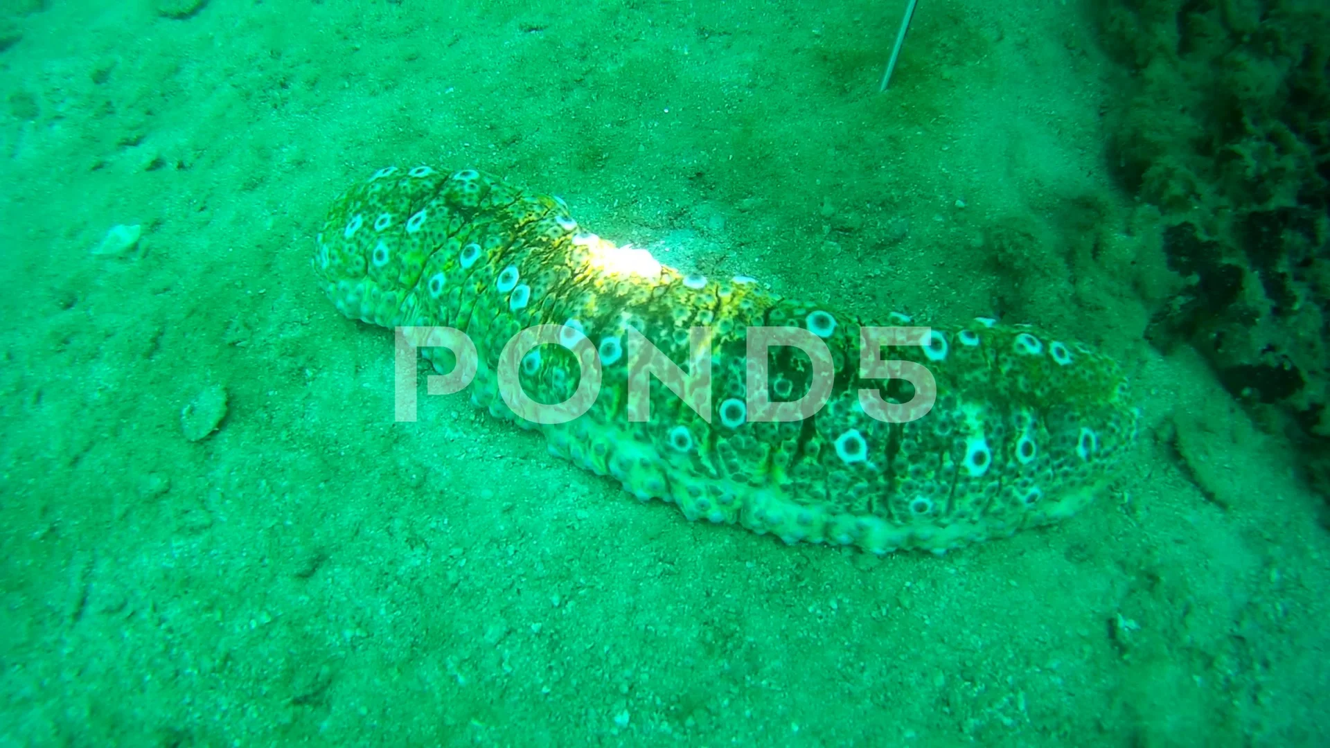 sand worm in the sea, Gulf of Thailand, , Stock Video