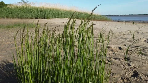 Sand_Reed Stock Footage 131602052