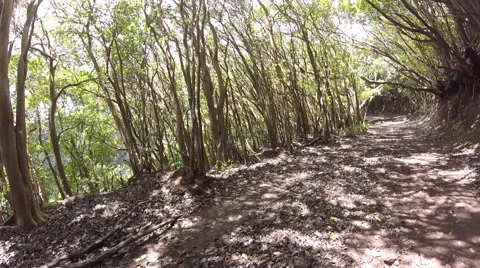 Sandalwood Forest Video stock 64535367
