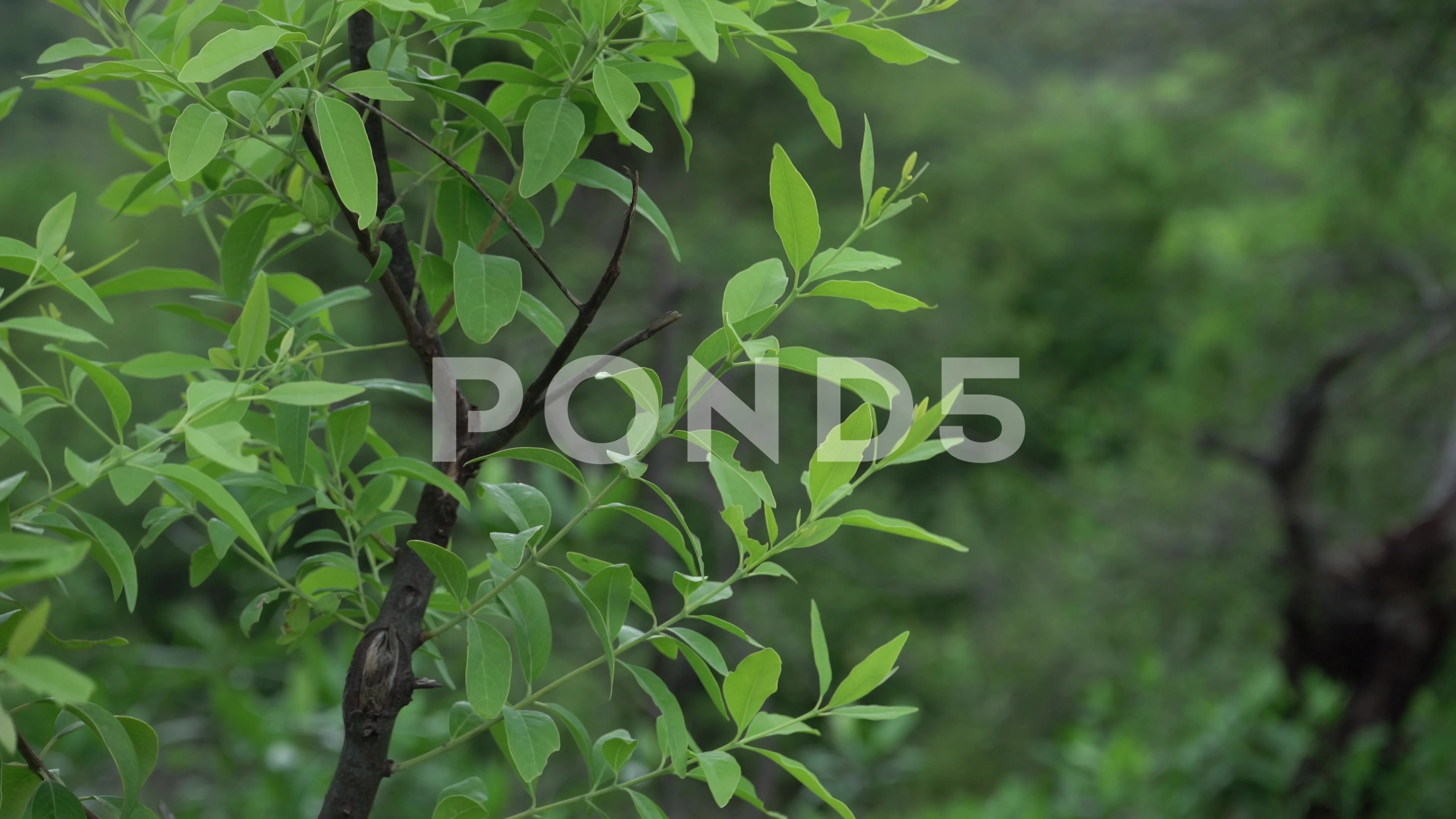 Red Sandalwood Plant for Sale - Grow Your Own Exquisite Red Sandalwood —  Kadiyam Nursery