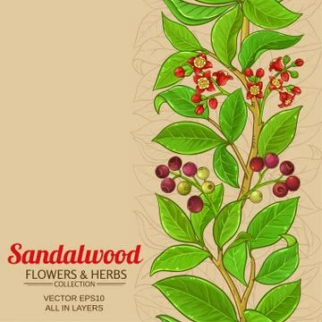 Sandalwood vector background Stock Illustration