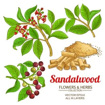Sandalwood vector set Illustrazione stock