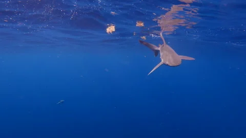 Sandbar shark breaches surface in open blue ocean on calm day Stock Footage 276586481