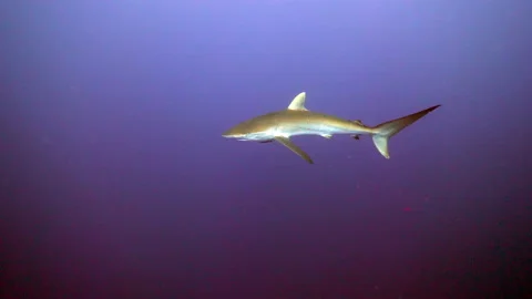 Sandbar shark off Florida Stock Footage 137597997