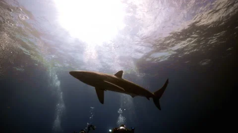 Sandbar shark off of Florida Stock Footage 137598202
