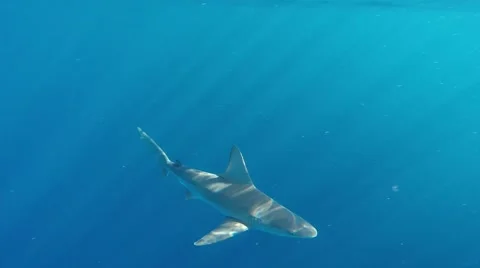 Sandbar shark Video stock 46696197