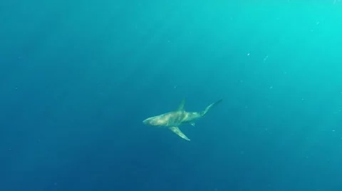 Sandbar Shark with sunrays Video stock 46695457