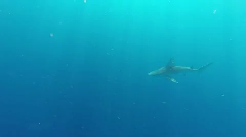 Sandbar sharks Video stock 46696466