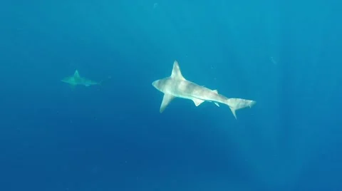 Sandbar sharks Video stock 46696734