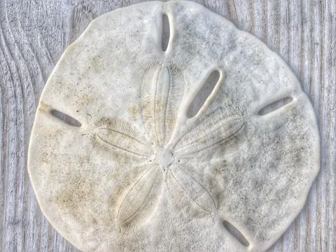 SanddollarI’ve had for a long time 스톡 사진