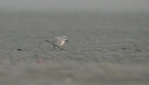 Sanderlin in beach Stock Photos