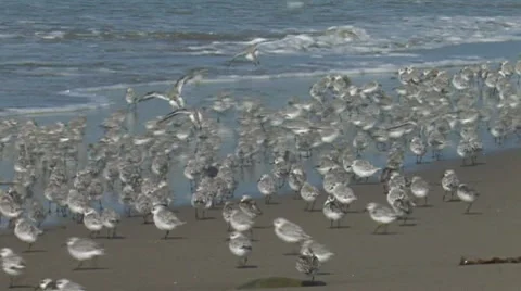 Sanderling 1 Stock Footage 8511919