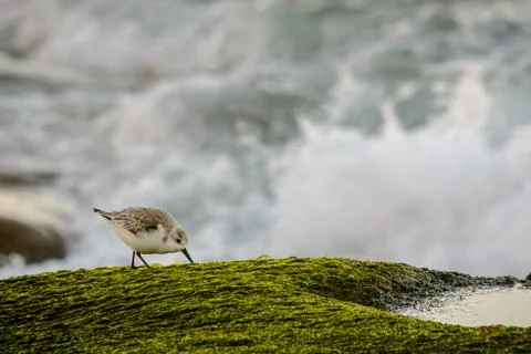 A sanderling against the waves Stock Photos