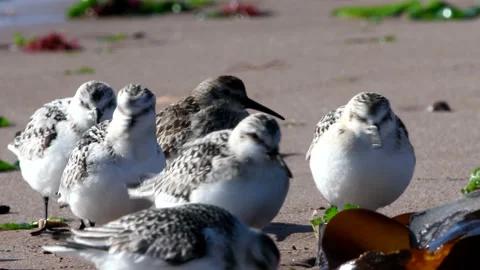 Sanderling and Dunlin in environment. Stock-Footage 141492891