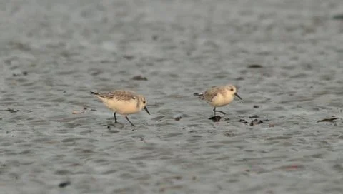 Sanderling in beach Stock Photos