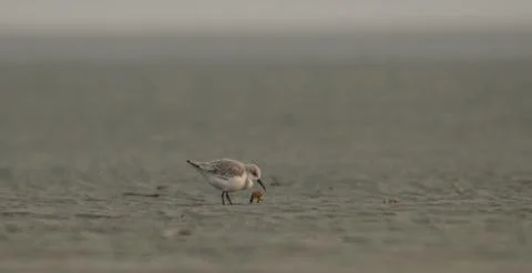 Sanderling in beach Stock Photos