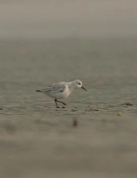 Sanderling in beach Stock Photos