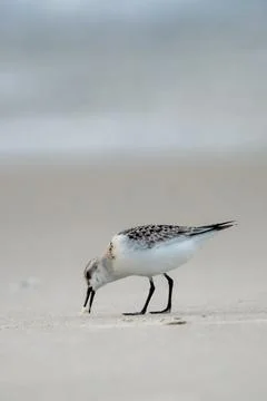 Sanderling on Beach Stock Photos