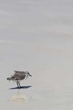 Sanderling bird walking on beach alone. Galagapos Stock Photos