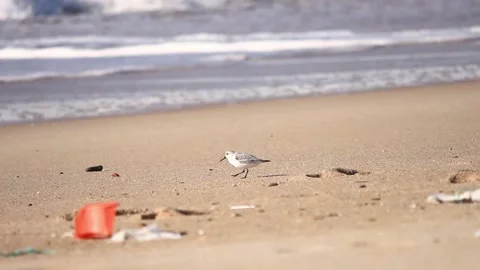 Sanderling bird wandering between trash debris on a beach at seaside Stock Footage 131788262