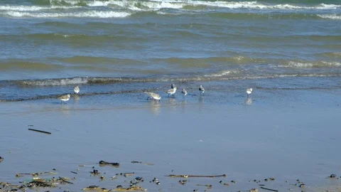 Sanderling birds running on the beach 스톡 동영상 108706304