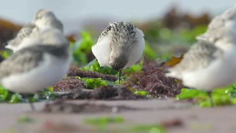 Sanderling, Calidris Alba, birds on the beach at low tide Stockbeeldmateriaal 250294053